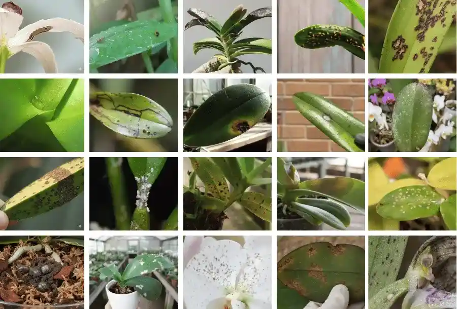 Vista previa del contenido de la guía