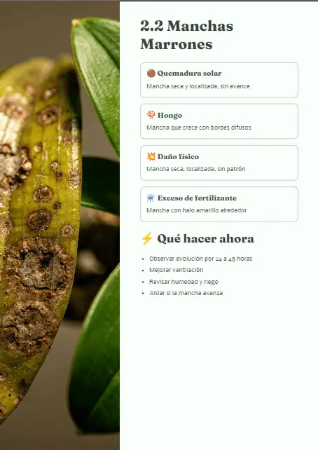 Página interna con ejemplo de manchas marrones